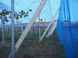 岡山吉備中央町ぶどうピオーネ