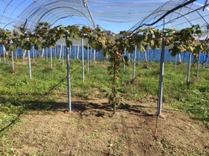 アグリスジャパン天空のピオーネ農園