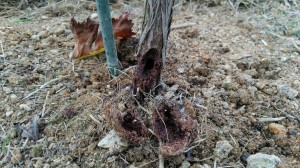 アグリスジャパン天空のピオーネ農園