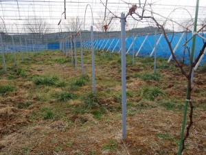 岡山吉備中央町ぶどうピオーネ