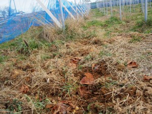 岡山吉備中央町ぶどうピオーネ