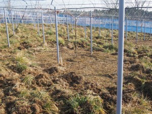 岡山吉備中央町ぶどうピオーネ