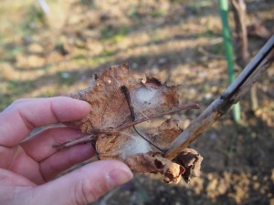 岡山吉備中央町ぶどうピオーネ