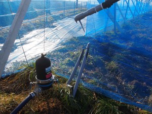 岡山吉備中央町ぶどうピオーネ