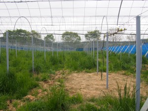 岡山吉備中央町ぶどうピオーネ