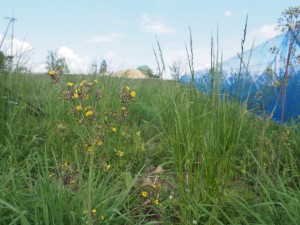 岡山吉備中央町ぶどうピオーネ