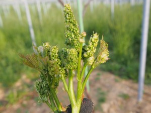 岡山吉備中央町ぶどうピオーネ