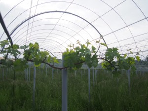 岡山吉備中央町ぶどうピオーネ