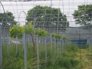 岡山吉備中央町ぶどうピオーネ