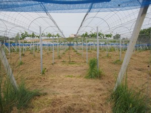 岡山吉備中央町ぶどうピオーネ