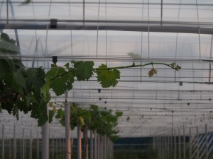 岡山吉備中央町ぶどうピオーネ