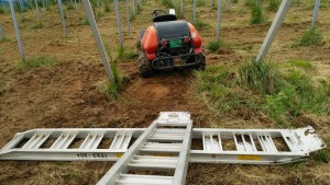 岡山吉備中央町ぶどうピオーネ