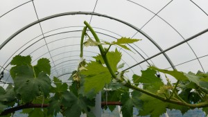 岡山吉備中央町ぶどうピオーネ