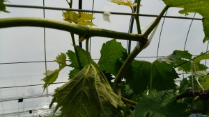 岡山吉備中央町ぶどうピオーネ