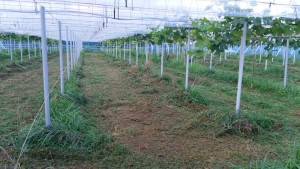 岡山吉備中央町ぶどうピオーネ