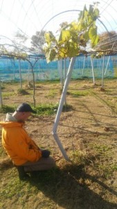 アグリスジャパン天空のピオーネ農園