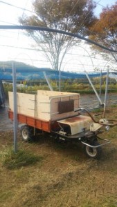 アグリスジャパン天空のピオーネ農園