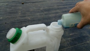 岡山吉備中央町ぶどうピオーネ