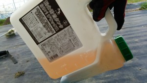 岡山吉備中央町ぶどうピオーネ