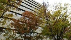 岡山吉備中央町ぶどうピオーネ