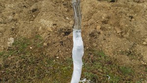 岡山吉備中央町ぶどうピオーネ