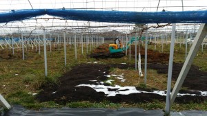 岡山吉備中央町ぶどうピオーネ