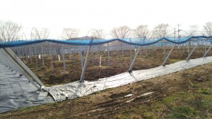 岡山吉備中央町ぶどうピオーネ