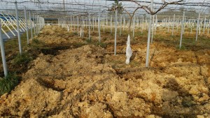 岡山吉備中央町ぶどうピオーネ