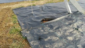 岡山吉備中央町ぶどうピオーネ