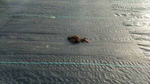 岡山吉備中央町ぶどうピオーネ