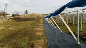 岡山吉備中央町ぶどうピオーネ