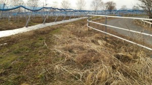 岡山吉備中央町ぶどうピオーネ