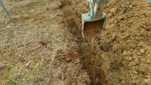 岡山吉備中央町ぶどうピオーネ