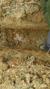 岡山吉備中央町ぶどうピオーネ