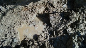 岡山吉備中央町ぶどうピオーネ