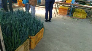 岡山吉備中央町ぶどうピオーネ