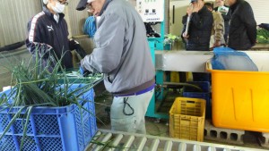 岡山吉備中央町ぶどうピオーネ