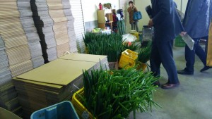 岡山吉備中央町ぶどうピオーネ