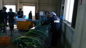 岡山吉備中央町ぶどうピオーネ