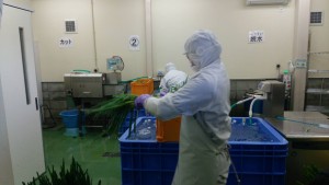 岡山吉備中央町ぶどうピオーネ