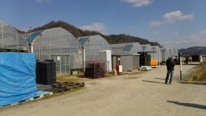 岡山吉備中央町ぶどうピオーネ