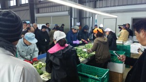 岡山吉備中央町ぶどうピオーネ