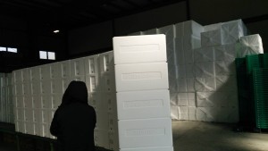 岡山吉備中央町ぶどうピオーネ