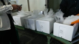 岡山吉備中央町ぶどうピオーネ