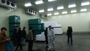 岡山吉備中央町ぶどうピオーネ