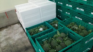 岡山吉備中央町ぶどうピオーネ