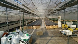 岡山吉備中央町ぶどうピオーネ