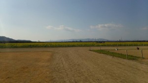 岡山吉備中央町ぶどうピオーネ