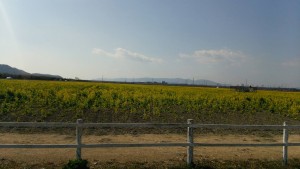 岡山吉備中央町ぶどうピオーネ