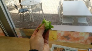 岡山吉備中央町ぶどうピオーネ